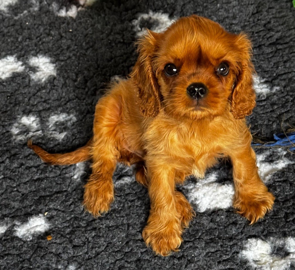 De L'Exquise Dynastie - Chiot disponible  - Cavalier King Charles Spaniel