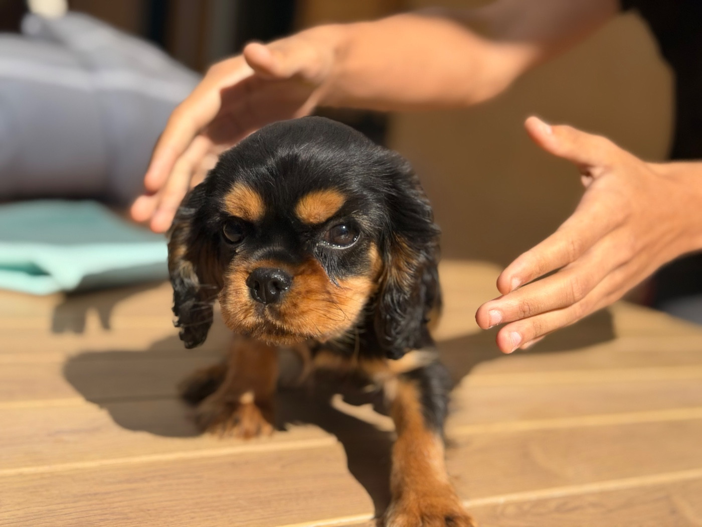 De L'Exquise Dynastie - Chiots disponibles - Cavalier King Charles Spaniel