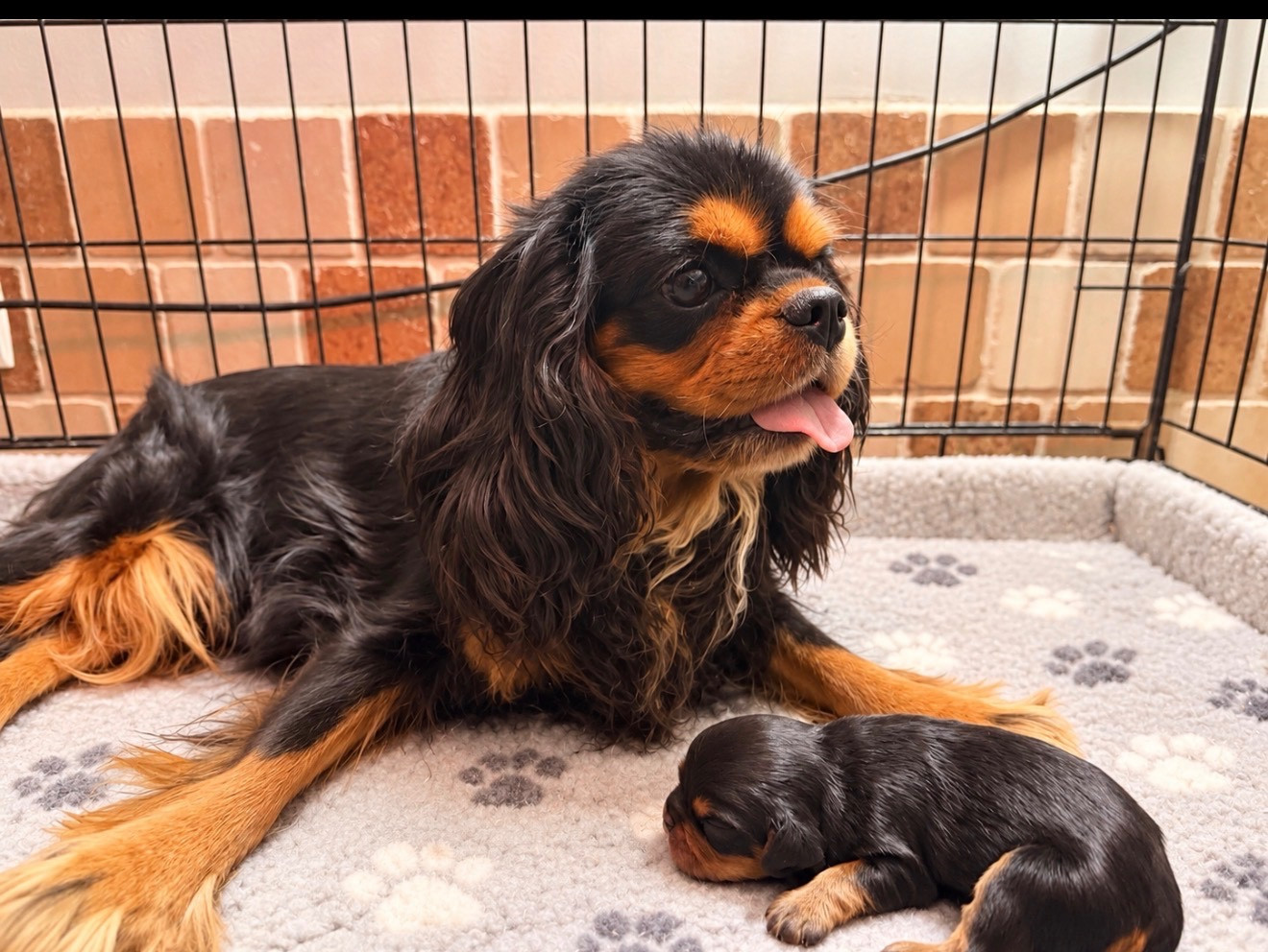 Chiot Cavalier King Charles Spaniel De L'Exquise Dynastie
