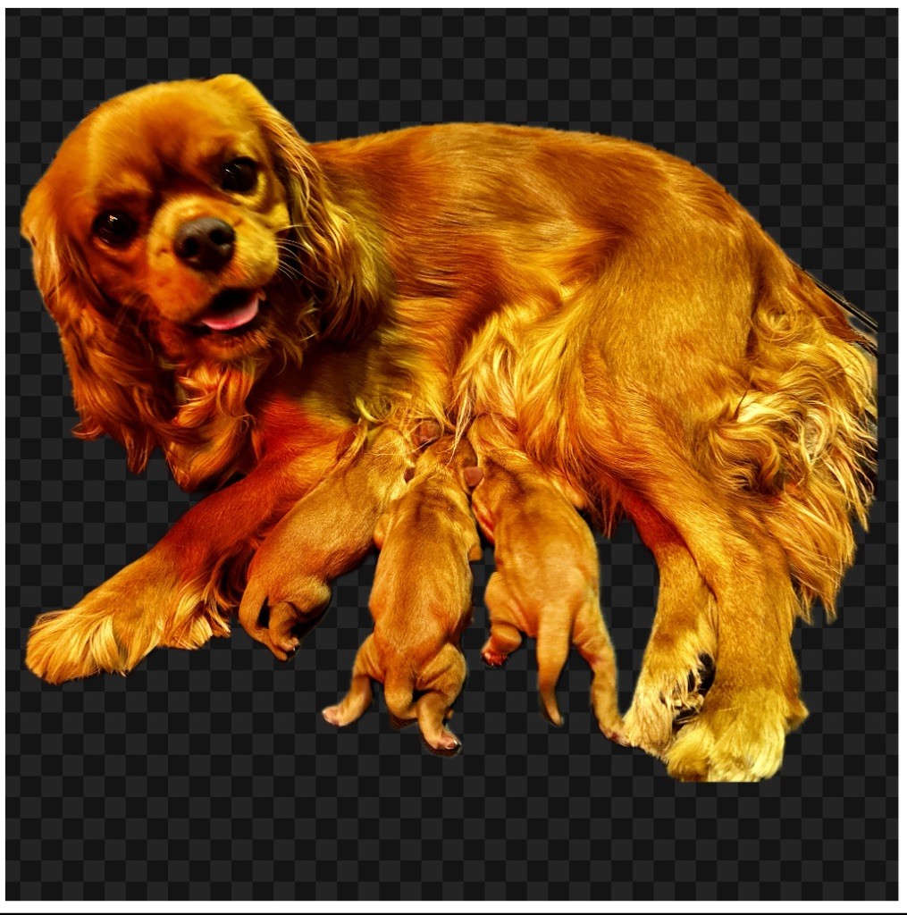 Chiot Cavalier King Charles Spaniel De L'Exquise Dynastie