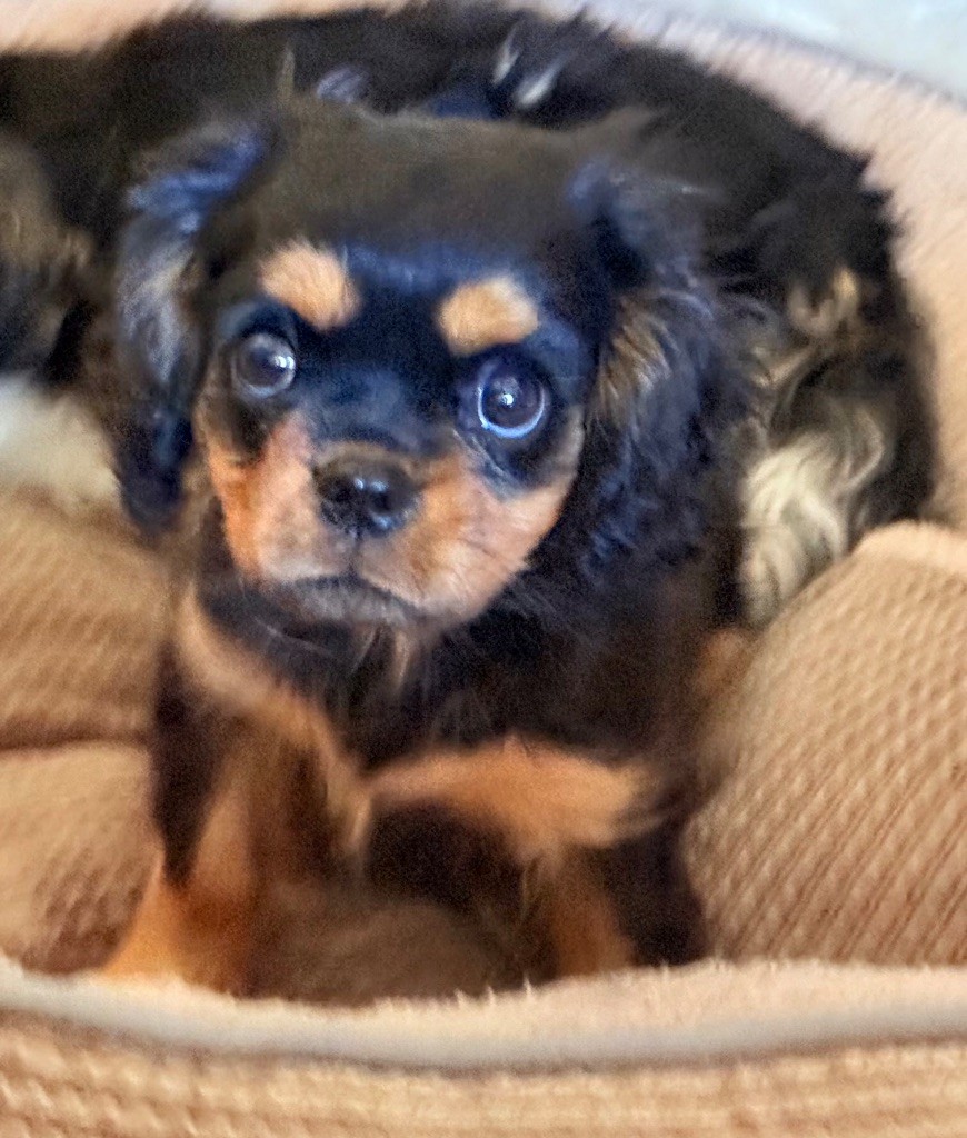 De L'Exquise Dynastie - Chiots disponibles - Cavalier King Charles Spaniel
