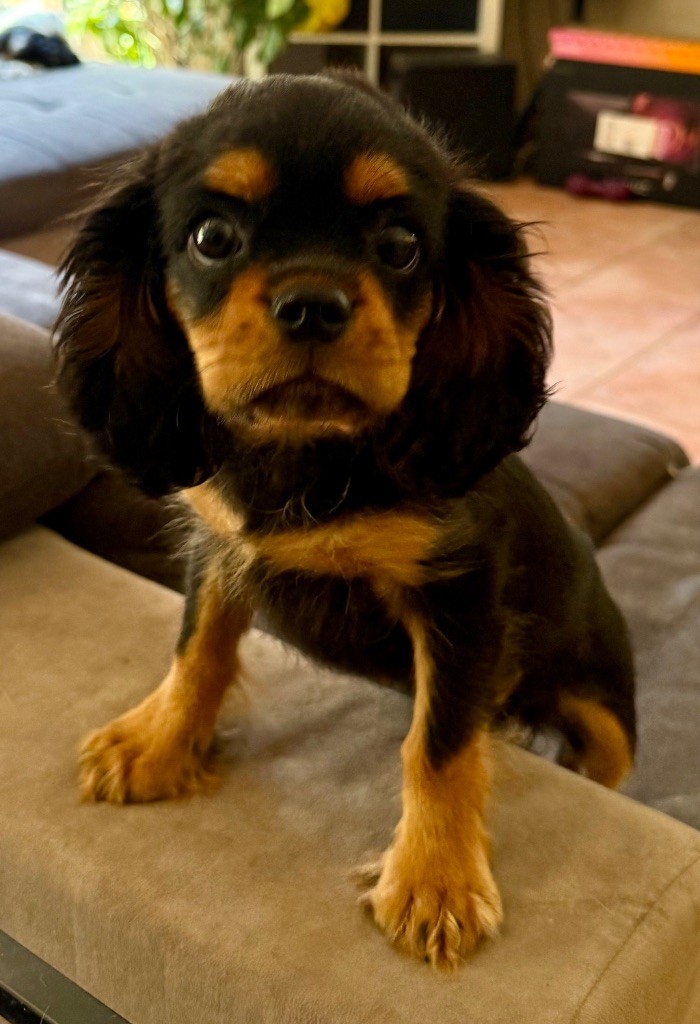 De L'Exquise Dynastie - Chiots disponibles - Cavalier King Charles Spaniel